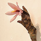 �W�����i